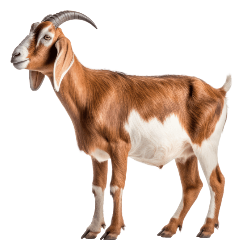 Projet Waqf agricole public d’élevage de chèvres (WAPEC)